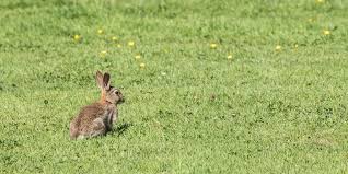 The desert cottontail rabbit and brush rabbit are distinguished from jackrabbits by their smaller size and shorter ears. Rabbit Pest Control D Cornish Pest Control