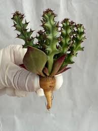 Image result for Euphorbia fanshawei