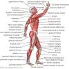 The human muscular system is an organ system composed of skeletal muscles, smooth muscles, and cardiac muscles. 1