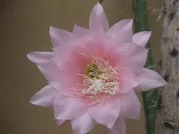 Image result for Monadenium crenatum