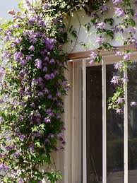 Clematis happily climbs up into large shrubs and trees, or on a trellis. Clematis Atragene Alpina Blue Bird