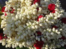 Wide range of dried flowers like arnica, chamomile and cornflower available online in toronto, ontario, ca and usa. Dried Jasmine Flowers Dried Jasmine Flowers Wholesalers Suppliers Dealers