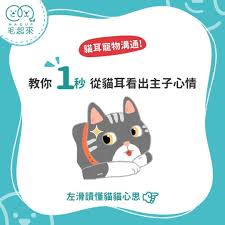1秒從貓耳看出貓主子心情 lunch box instagram