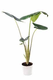 How To Care For Alocasia Zebrina House Plants Indoor Foliage Plants Plant Leaves