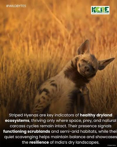 The striped hyena (Hyaena hyaena) is one of India's key scavengers, essential for maintaining ecosystem balance by clearing carcasses and limiting disease spread. Often misunderstood, this nocturnal species depends on intact dry