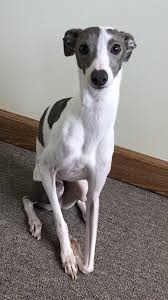 Black And White Italian Greyhound Puppy This Is My Italian Greyhound Mike Http Ift Tt 2oeiefh Italian Greyhound Dog Greyhound Puppy Whippet Puppies