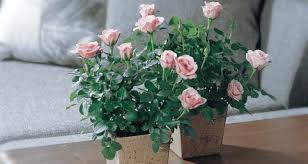 Check spelling or type a new query. Care Tips For Fabulous Miniature Roses My Garden Life