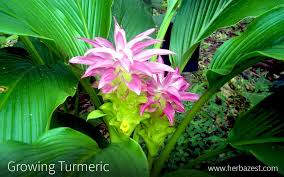 Ginger and turmeric are rhizomes, not roots, but roots will grow from them. Growing Turmeric Herbazest