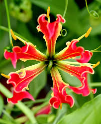 Zimbabwe is located in the south of africa; Flame Lily Photo Joseph Levy Photos At Pbase Com