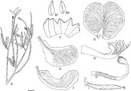 Image result for Sphenostylis