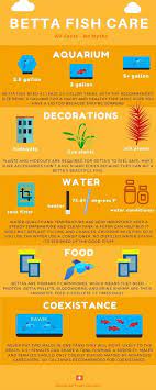 Caring For A Betta Fish The Right Way 101 Infographic Betta Fish Care Betta Fish Betta Fish Tank
