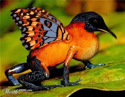 Interesting This Butterfly Lives In The Rainforest Regenwald Tiere Ausgestopftes Tier Tiere