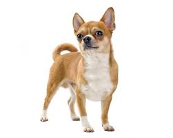 Max My Love Dog