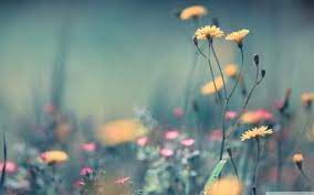 Dandelion Flowers Desktop Nexus Wallpapers Flower Phone Wallpaper Dandelion Flower Nature