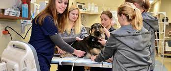 I have learn to be more up forward with people, strong voiced, and. Nashville Veterinary Specialists Animal Emergency To Open Pet Hospital In Clarksville May 29th Clarksville Tn Online