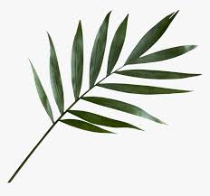 Green Palm Leaf Png Transparent Png Transparent Png Image Pngitem It's all up to you. green palm leaf png transparent png