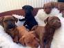 Patterdale Terrier Puppies for Sale in Maryland, USA, Page ...
