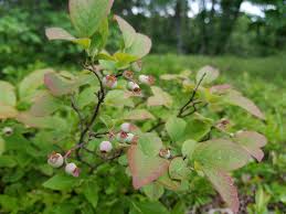 Image result for Vaccinium madagascariense