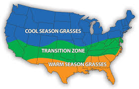 Gardeners in these areas plant ranunculus corms in fall for spring flowers. Best Grass Types For Georgia Lawns Best Pick Reports