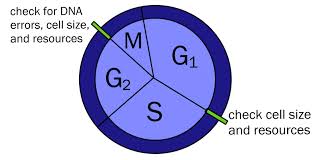 Drawings non representing the cell divisions: What Is Interphase Overview Diagrams Expii