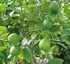 Image result for Citrus × aurantiifolia
