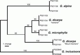 Image result for Gleichenia elongata