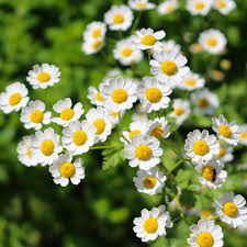 Image result for Feverfew