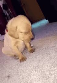 These adorable sleepy kittens and puppies are so tired! Cute Sleepy Gif Cute Sleepy Puppy Discover Share Gifs Cute Baby Animals Cute Funny Animals Cute Animals