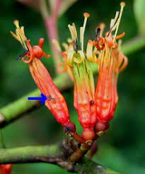 Image result for Erianthemum ngamicum