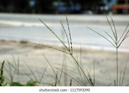 Image result for Digitaria longiflora