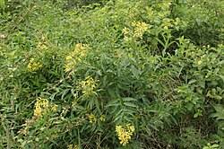 Image result for Cestrum parqui