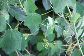 Image result for Adenia rumicifolia