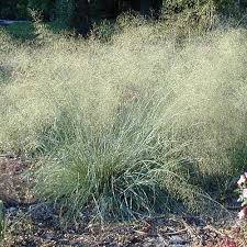 Image result for Eragrostis dinteri