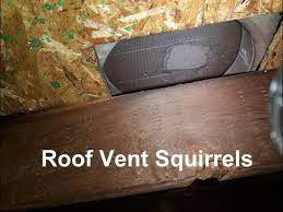 Professional squirrel removal for stark / summit / portage counties. Roof Vent Squirrels Vent Design Allows Squirrels Squirrel Proof Remove Youtube
