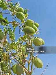 Image result for Cicer arietinum