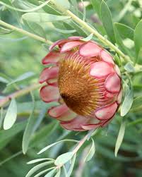 Image result for Protea gaguedi