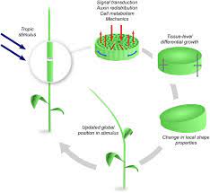 It is made up of cellulose in plants. Multiscale Integration Of Environmental Stimuli In Plant Tropism Produces Complex Behaviors Biorxiv