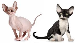 Our sphynx kittens come in all colors. Sphynx And Devon Rex Coats Veterinary Genetics Laboratory