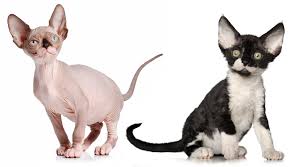 Check out our hairless cat selection for the very best in unique or custom, handmade pieces from our pet tops shops. Sphynx And Devon Rex Coats Veterinary Genetics Laboratory