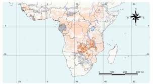 Image result for Oreobambos buchwaldii