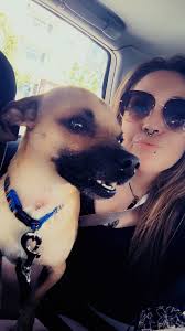 Pet care services in Jensen Beach