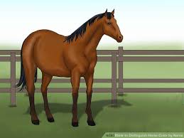 How To Distinguish Horse Color By Name 9 Steps With Pictures