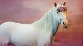 Unicorn Experience