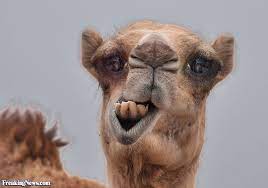 However some of the best tactics are locked behind being under 80% only one unit. Camel Cavalry Paradox Interactive Forums