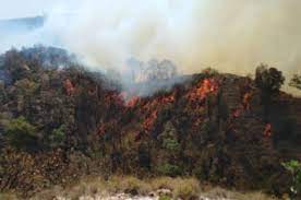 Desde 6 Frentes Y Con Mas De 350 Brigadistas Combaten Incendio En La Primavera Ntr Guadalajara