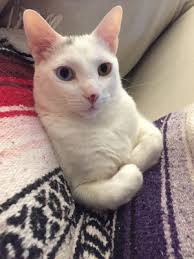 Why go to a dog breeder. Rehoming Your Cat In Rome Ga Rehome By Adopt A Pet Com