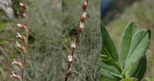 Image result for Cyphia