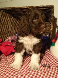 Contact ohio german shorthaired pointer breeders near you using our free german shorthaired pointer breeder search tool below! German Shorthaired Pointer Poodle Standard Mix Puppy For Sale In Sugarcreek Oh Adn 57 German Shorthaired Pointer Dog German Shorthaired Pointer Pointer Dog