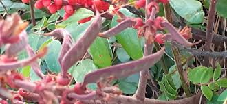 Image result for Moullava