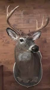 Profile for Taxidermie